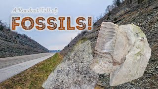 Fossil Hunting at the Maysville Roadcut  Incredible Ordovician Treasures [upl. by Harriot]