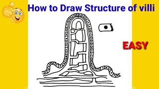 how to draw diagram of villi  how to draw structure of villi  how to draw villi diagram [upl. by Joella]