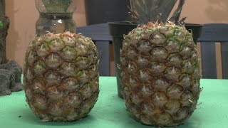 Ananas vermehren ganz einfach und ich zeige euch wie es geht Viel Spaß [upl. by Ehcor]