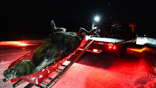 Salvaging a Roadkill Moose in Alaska [upl. by Oirevas732]