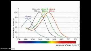 le fonctionnement des photorécepteurs de la rétine [upl. by Eelac]