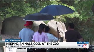 How Riverbanks Zoo amp Garden help their animals beat the summer heat [upl. by Itnavart]