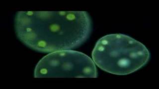 Protists  Biology [upl. by Alvarez112]