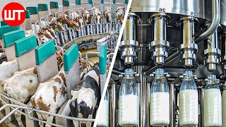 How Milk Is Made  Modern Dairy Farm Technology  Food Factory [upl. by Whit]