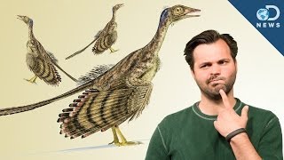 How Did Dinosaurs Evolve Into Birds [upl. by Nodnek]