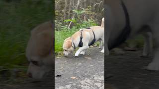 👍🏻 music cover hiphop rap remix puppy puppymusic cutebirds shortsfeed cute [upl. by Ariaek]