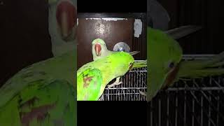 Parrots Super Fight Parrot Bird TalkingParrot Parakeet Alexandrine [upl. by Melitta]