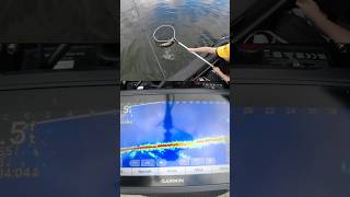 When the bite is hot fishing walleye catchandrelease fishhuntsask walleyefishing livescope [upl. by Atteiram]