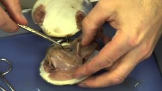 Mussel Dissection [upl. by Hollerman]