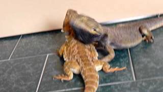 Male and Female bearded dragons mating ritual [upl. by Nelubez]