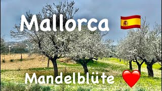 Mandelblüte ❤️ bei Paguera 😎 überall auf Mallorca 🇪🇸 Fahrt ins Gebirge 😍 fantastische Aussicht [upl. by Innoj]