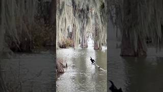 birds explorethebeautyofnature blackbird marshes [upl. by Darra731]