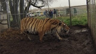 Big Cats and Other Exotic Animals Rescued in Kansas [upl. by Delfine]