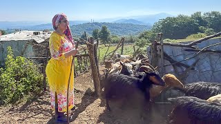 Exploring Nomadic Life in the Remote Mountains of Iran A Fascinating Journey [upl. by Vashti]