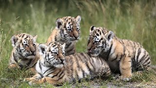 Kleine AmurTiger bezaubern die TierparkBesucher [upl. by Howland]