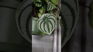 Peperomia argyreia watermelon peperomia [upl. by Bekelja]