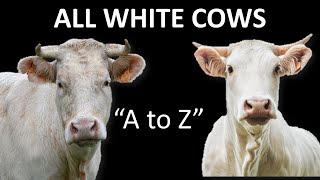 All White Cow Breeds  White Cattle  White Bull  White Cow [upl. by Leschen]