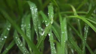 Morning dew on a grass many drops of dew fell on the grass grass trembles in the wind [upl. by Gonzalo]