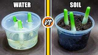 Green Onions Regrowing in Water vs Soil 45 Days Time Lapse [upl. by Fosque]