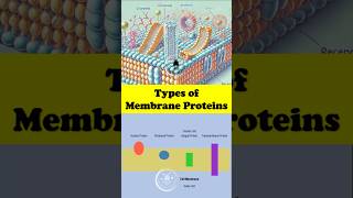 🧬 Types of Proteins in the Cell Membrane Explained  Quick Science Facts 🌟 cellmembrane [upl. by Schmitt]