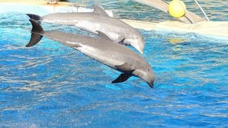 Représentation des Dauphins  Marineland Avril 2016 [upl. by Neltiak]