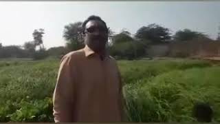 Rhodes Grass Seeds result Mirpurkhas sindh road grass Kohenoor [upl. by Giustino]