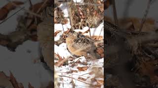 American Woodcock dance [upl. by Bubalo615]