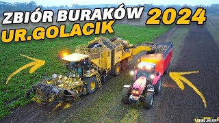 Kopanie buraków 2024 u GRGorzka 🚨🔥🙈URGolacik ampAgro Jarluty 🤭 Oporowo [upl. by Jobyna117]