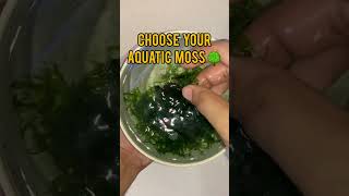 How to Prepare Aquatic Moss for Shrimps and Fish [upl. by Sairu318]