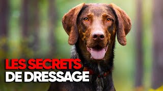 Les secrets du dressage de chien de chasse  Documentaire complet  BT [upl. by Aeikan]