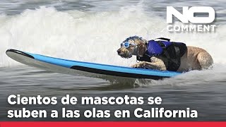 NO COMMENT ¡Perros surferos Cientos de mascotas se suben a las olas en California [upl. by Malone]