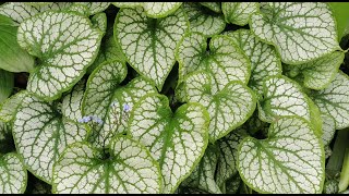 Brunnera macrophylla quotJack Frostquotmost beautiful ground cover plant for shade in moist garden areas [upl. by Dnamra]