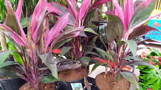 Care tips for the Cordyline Plant  Donna Joshi [upl. by Cristine]