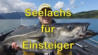 Seelachs Köhler für Einsteiger [upl. by Lorre645]