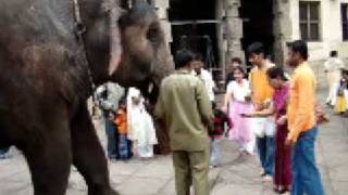 Nanjangud Temple Elephant [upl. by Alain]