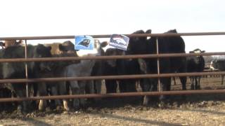 Farmer Dereks Cow Super Bowl Pick [upl. by Nannarb]