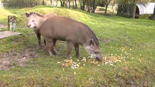 Brazilian Tapirs at Linton Zoo Tiana and Thiago meet for the first time Dec 2012MOV [upl. by Saphra74]