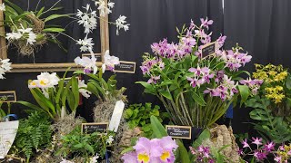 FLORIDA WEST COAST ORCHID SOCIETY SHOW check show info in description⬇️ January 27 2024 [upl. by Susie950]