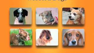 Zoom Room Guide to Dog Body Language [upl. by Lorac]