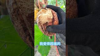 【玫豪小農】菜瓜布就是這樣來的😁 枕頭麻手作設計坊 玫豪小農 田園生活 shorts 菜瓜 絲瓜 蘋果絲瓜 [upl. by Ahsoik251]