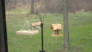 Squirrel Jumps for Feeder and MISSES Hits Hard [upl. by Sirovat717]