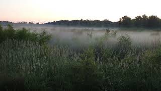 Loblolly Ground Fog [upl. by Anomar]