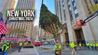 Installation Of NYC Rockefeller Center Christmas Tree 2024 ✨ New York City Christmas 2024 🌲 [upl. by Delle627]