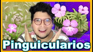 🌸 Pinguiculas 🌸 Como hacer un Pinguiculario 🌄 l Jardín eterno 🌱 salió bien v [upl. by Woodrow400]