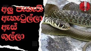 The gray Long nosed Whip Snake  අලු පැහැති ඇහැටුල්ලා ඇස් ගුල්ලා [upl. by Liv]