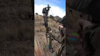 One stalk two javelina EPIC bow hunt 🏹 [upl. by Alyhc]