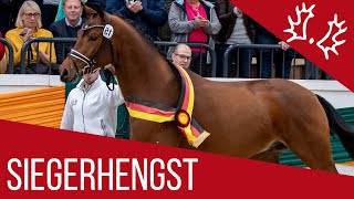 Trakehner Siegerhengst  Kattenau Honoré du Soir x Perechlest  2018 [upl. by Ruhtracam230]