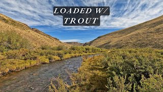 40 browns in 4 hoursthis creek is loaded with trout [upl. by Naara]