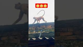 Hanuman😳Langoor 🐒Video shorts shortsfeed langoor [upl. by Adoc]