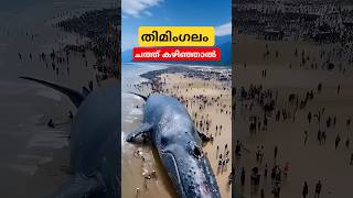 നീല തിമിംഗലം ചത്ത്‌ കഴിഞ്ഞാൽ bluewhalefacts malayalam shorts [upl. by Anchie]